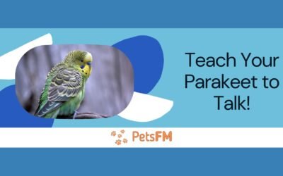 Teaching Your Parakeet to Talk: A Comprehensive Guide